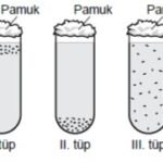 Açık Lise Biyoloji 2 Online Test 6