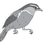 Açık Lise Almanca 1 Test 2