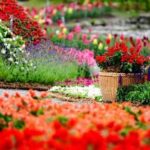 Peyzaj ve Süs Bitkileri Yetiştiriciliği 2022 Taban Puanları ve Başarı Sıralamaları